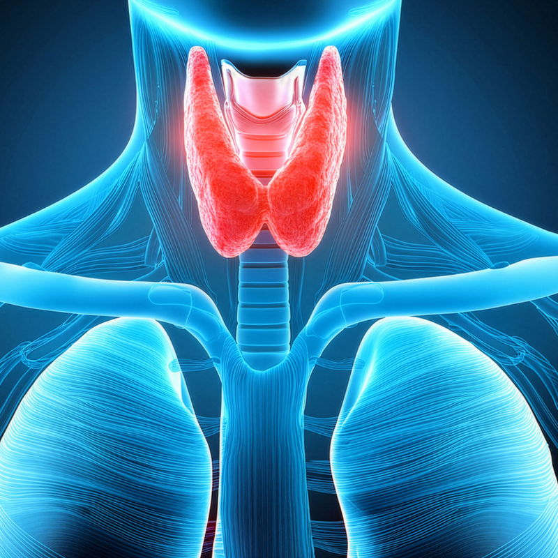 Imagen no real de la parte de la glándula tiroides de un ser humano, porque hablamos de disruptores endocrinos